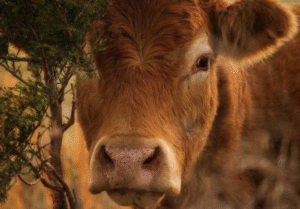 The Process of Inheritance, the Red Heifer, and the Restoration of Israel