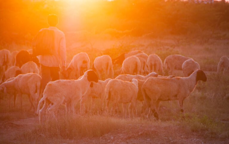 One Shepherd, One People, One Mission: Standing Together in the Land of the Living